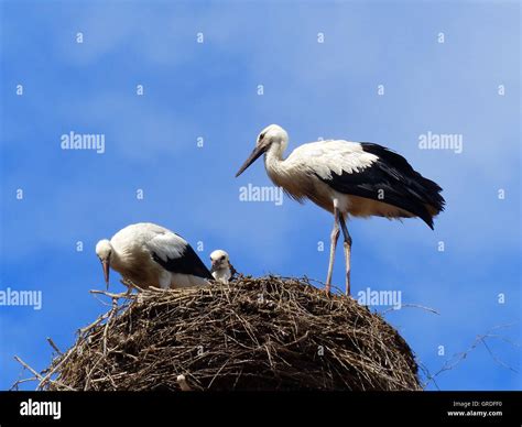 The wood stork (Mycteria americana) is a large American wading bird in the family Ciconiidae (), the only member of the family to breed in North America. . Family strok com